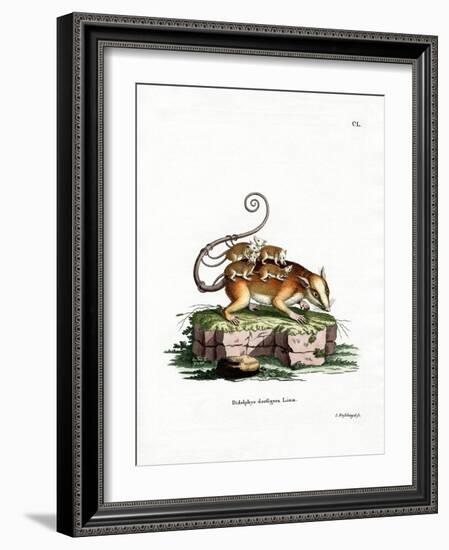 Common Mouse Opossum-null-Framed Giclee Print