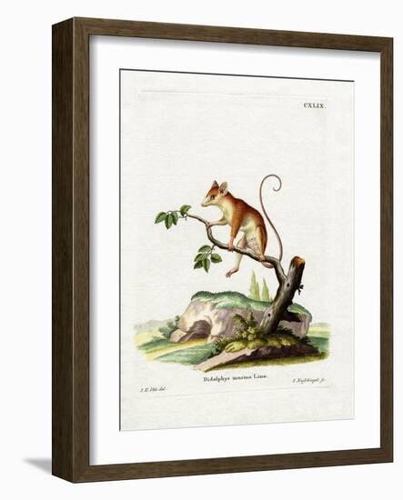 Common Mouse Opossum-null-Framed Giclee Print