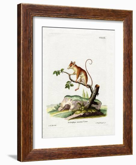 Common Mouse Opossum-null-Framed Giclee Print