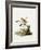 Common Mouse Opossum-null-Framed Giclee Print