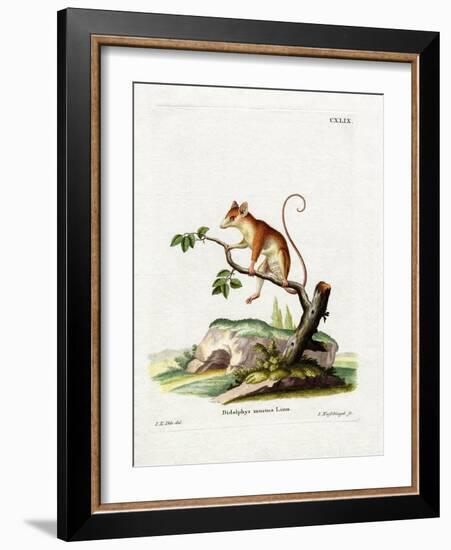 Common Mouse Opossum-null-Framed Giclee Print