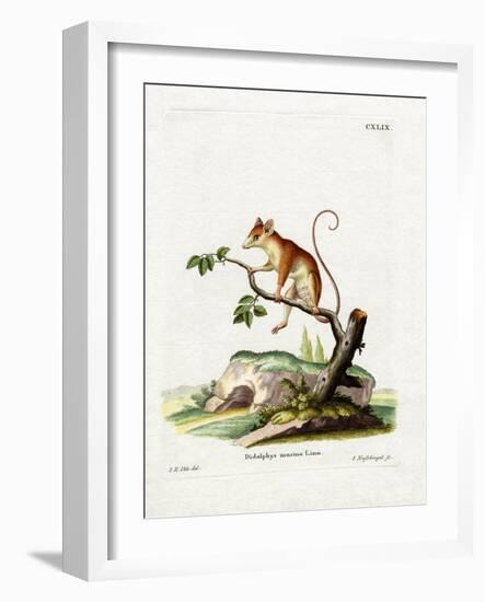 Common Mouse Opossum-null-Framed Giclee Print