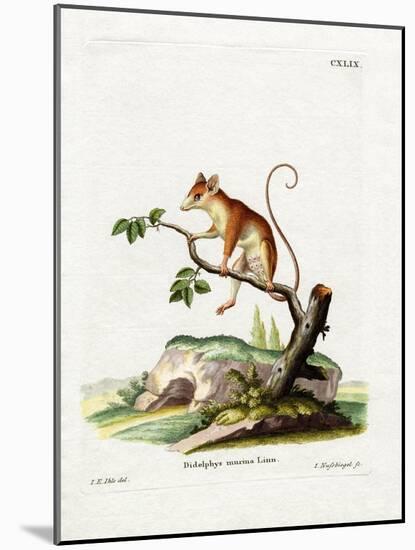 Common Mouse Opossum-null-Mounted Giclee Print