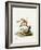 Common Mouse Opossum-null-Framed Giclee Print