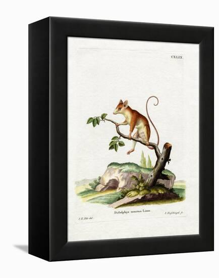 Common Mouse Opossum-null-Framed Premier Image Canvas