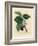 Common Mulberry Tree, Morus Nigra-James Sowerby-Framed Giclee Print