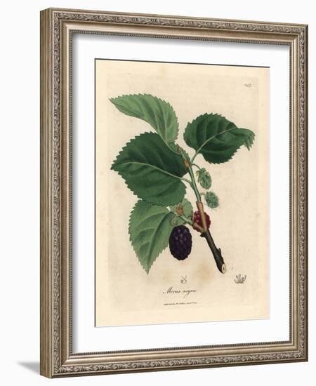 Common Mulberry Tree, Morus Nigra-James Sowerby-Framed Giclee Print