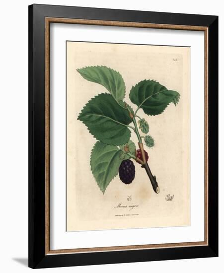 Common Mulberry Tree, Morus Nigra-James Sowerby-Framed Giclee Print