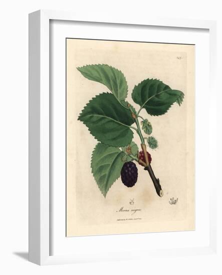 Common Mulberry Tree, Morus Nigra-James Sowerby-Framed Giclee Print