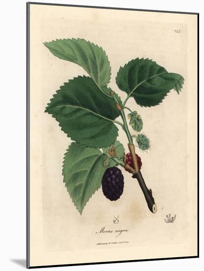 Common Mulberry Tree, Morus Nigra-James Sowerby-Mounted Giclee Print