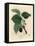 Common Mulberry Tree, Morus Nigra-James Sowerby-Framed Premier Image Canvas
