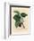 Common Mulberry Tree, Morus Nigra-James Sowerby-Framed Giclee Print