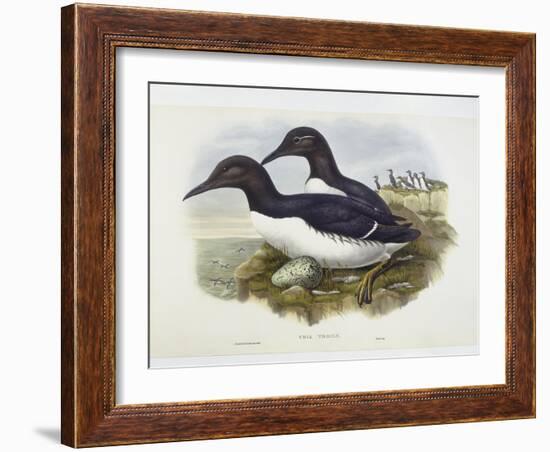 Common Murre (Uria Aalge), William Hart, H C Richter-John Gould-Framed Giclee Print