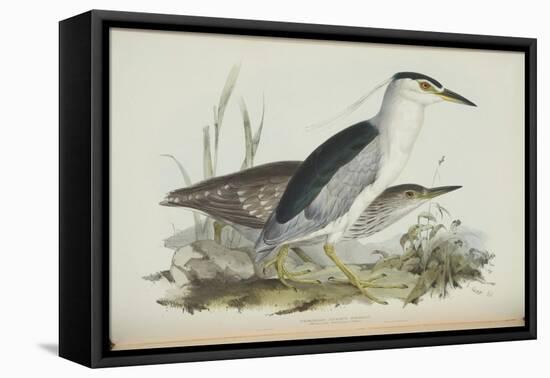Common Night Heron, from 'The Birds of Europe' by John Gould, 1837 (Colour Litho)-Edward Lear-Framed Premier Image Canvas