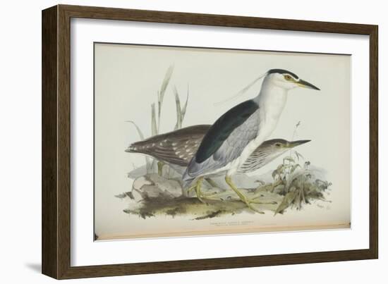 Common Night Heron, from 'The Birds of Europe' by John Gould, 1837 (Colour Litho)-Edward Lear-Framed Giclee Print
