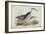 Common Night Heron, from 'The Birds of Europe' by John Gould, 1837 (Colour Litho)-Edward Lear-Framed Giclee Print