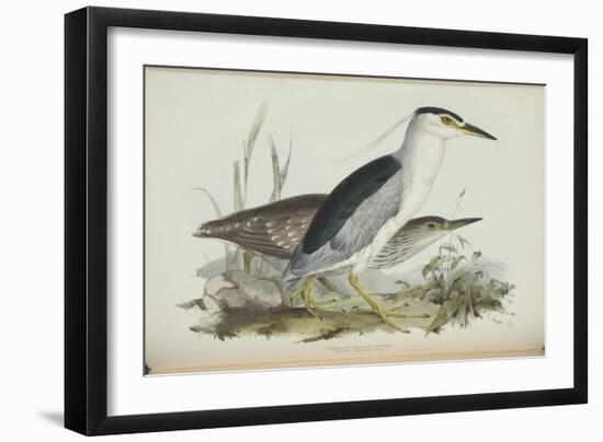 Common Night Heron, from 'The Birds of Europe' by John Gould, 1837 (Colour Litho)-Edward Lear-Framed Giclee Print