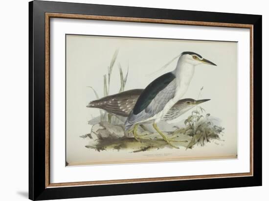 Common Night Heron, from 'The Birds of Europe' by John Gould, 1837 (Colour Litho)-Edward Lear-Framed Giclee Print