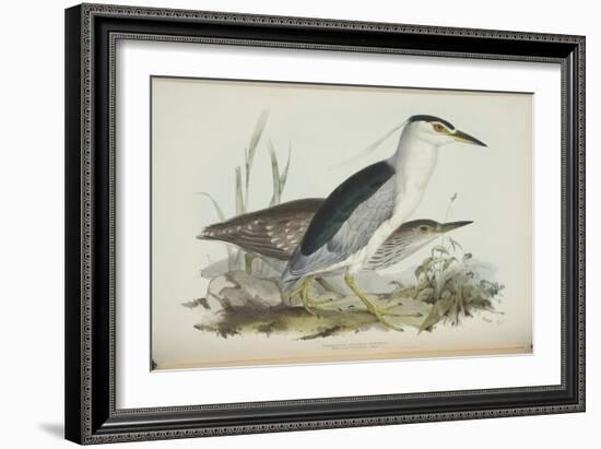 Common Night Heron, from 'The Birds of Europe' by John Gould, 1837 (Colour Litho)-Edward Lear-Framed Giclee Print