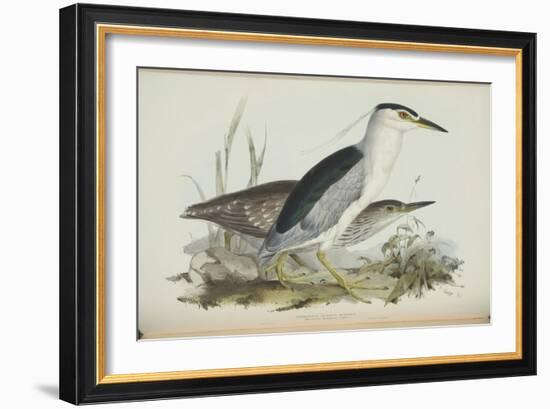 Common Night Heron, from 'The Birds of Europe' by John Gould, 1837 (Colour Litho)-Edward Lear-Framed Giclee Print