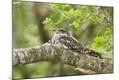 Premium Photographic Print