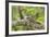 Common Nighthawk-null-Framed Photographic Print