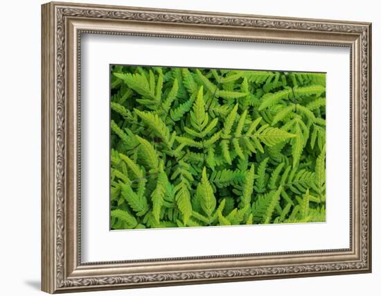 Common oak fern leaves, UK-Chris Mattison-Framed Photographic Print