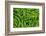 Common oak fern leaves, UK-Chris Mattison-Framed Photographic Print