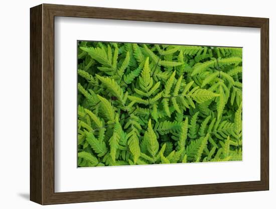 Common oak fern leaves, UK-Chris Mattison-Framed Photographic Print