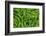 Common oak fern leaves, UK-Chris Mattison-Framed Photographic Print