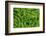 Common oak fern leaves, UK-Chris Mattison-Framed Photographic Print