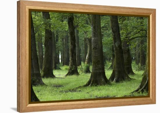 Common Oak (Quercus Robur) and Ash (Fraxinus Sp) Forest, Lonjsko Polje Np, Slavonia Region, Croatia-della Ferrera-Framed Premier Image Canvas