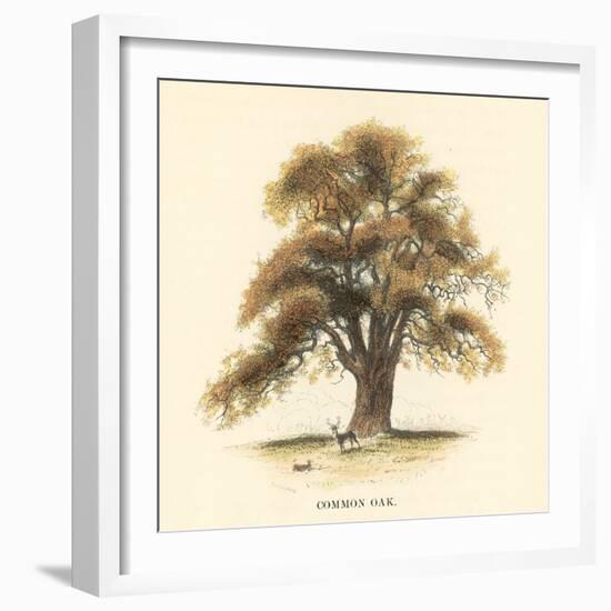 Common Oak-Samuel Williams-Framed Art Print