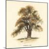 Common Oak-Samuel Williams-Mounted Art Print