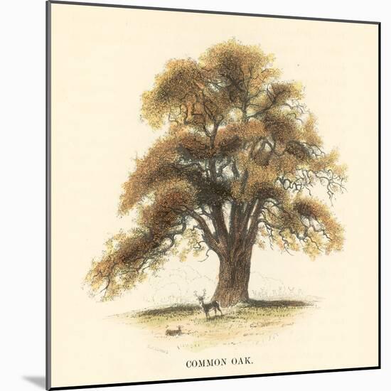 Common Oak-Samuel Williams-Mounted Art Print