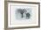 Common Octopus, 1863-79-Raimundo Petraroja-Framed Giclee Print