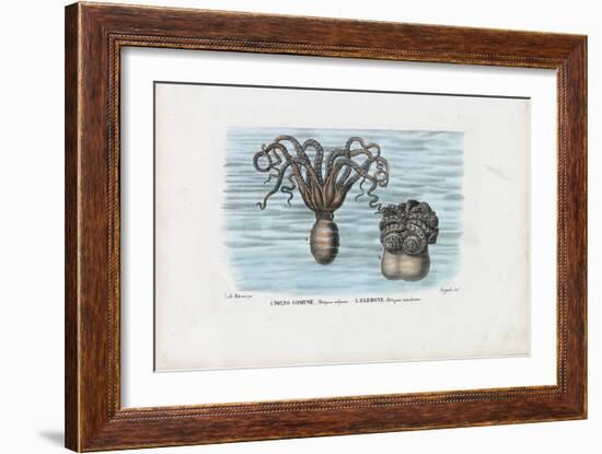 Common Octopus, 1863-79-Raimundo Petraroja-Framed Giclee Print