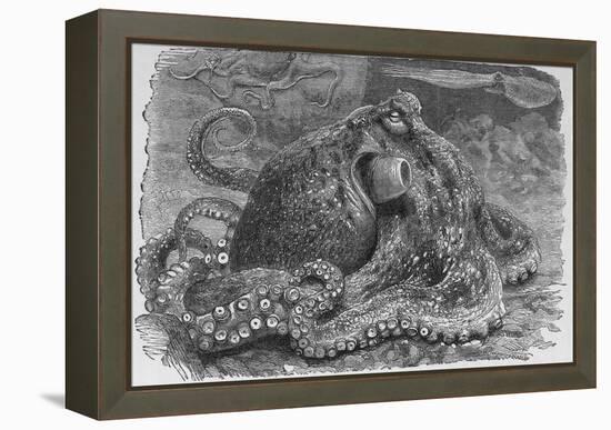 Common Octopus, 19th Century-Middle Temple Library-Framed Premier Image Canvas