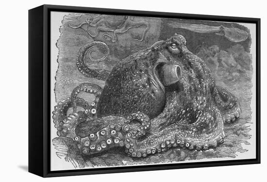 Common Octopus, 19th Century-Middle Temple Library-Framed Premier Image Canvas