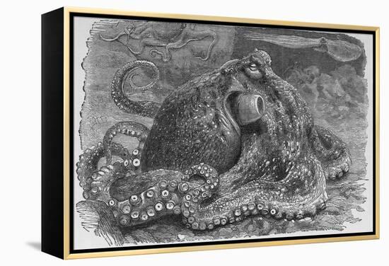 Common Octopus, 19th Century-Middle Temple Library-Framed Premier Image Canvas