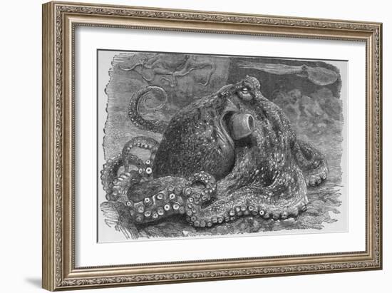 Common Octopus, 19th Century-Middle Temple Library-Framed Photographic Print