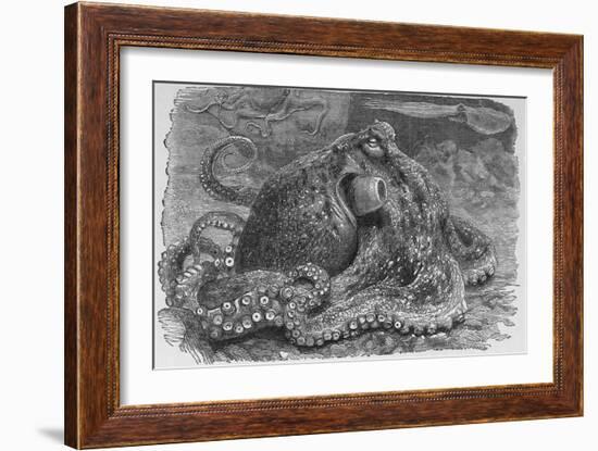 Common Octopus, 19th Century-Middle Temple Library-Framed Photographic Print