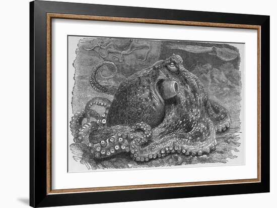 Common Octopus, 19th Century-Middle Temple Library-Framed Photographic Print