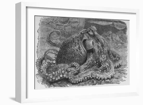 Common Octopus, 19th Century-Middle Temple Library-Framed Photographic Print