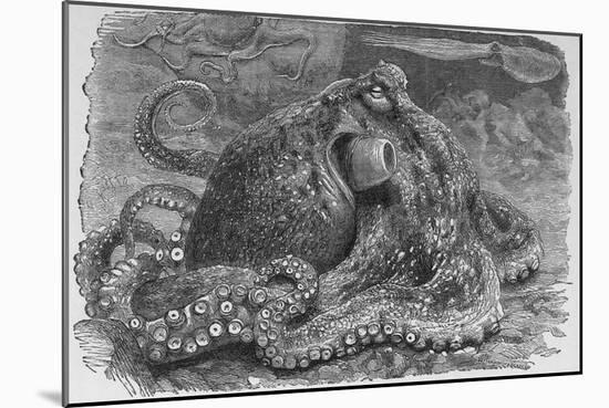 Common Octopus, 19th Century-Middle Temple Library-Mounted Photographic Print