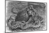 Common Octopus, 19th Century-Middle Temple Library-Mounted Photographic Print