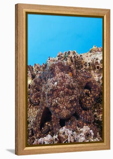 Common Octopus Camouflaged (Octopus Vulgaris)-Reinhard Dirscherl-Framed Premier Image Canvas