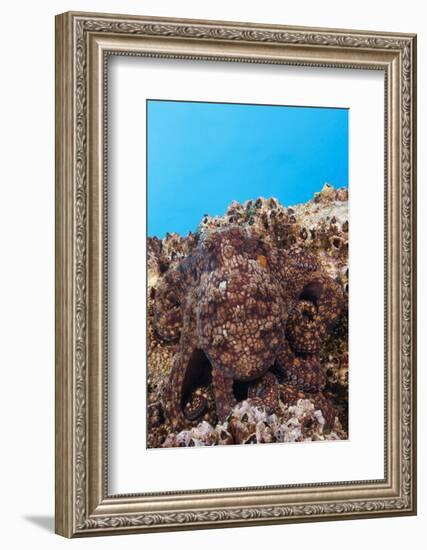 Common Octopus Camouflaged (Octopus Vulgaris)-Reinhard Dirscherl-Framed Photographic Print