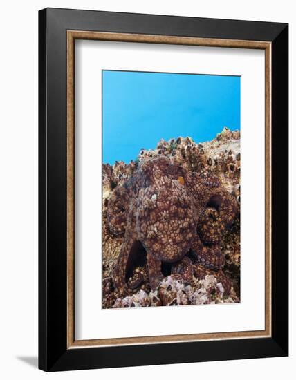 Common Octopus Camouflaged (Octopus Vulgaris)-Reinhard Dirscherl-Framed Photographic Print