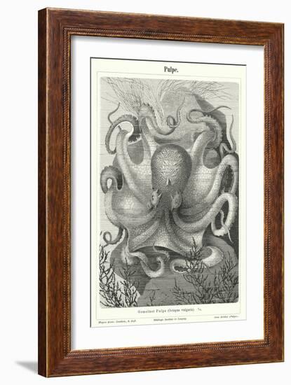 Common Octopus (Engraving)-German School-Framed Giclee Print